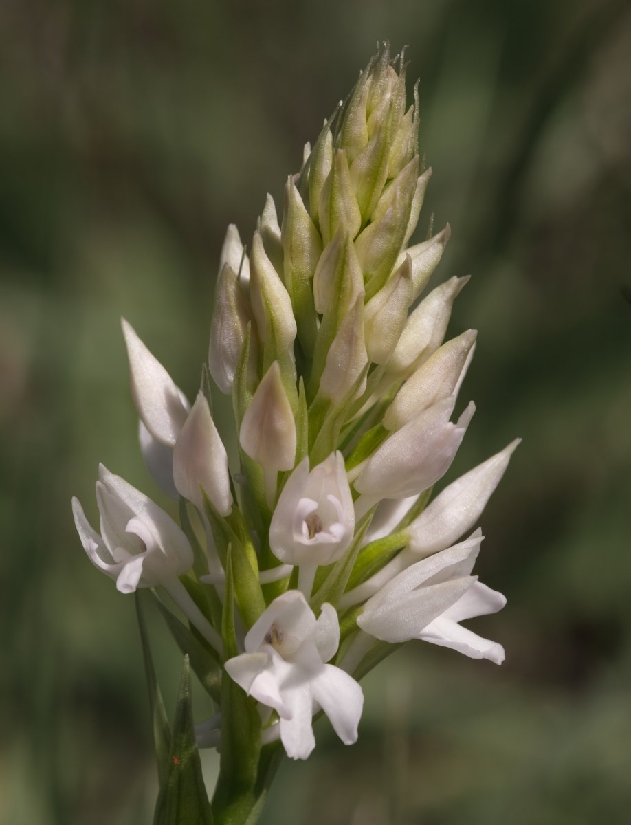 Ultime orchidee per quest''anno - Dalla Grecia con passione
